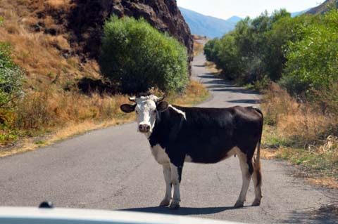 Kuh auf der Straße von Aghitu nach Worotan